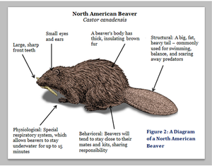 https://pannach-s1-beaver.wikispaces.com