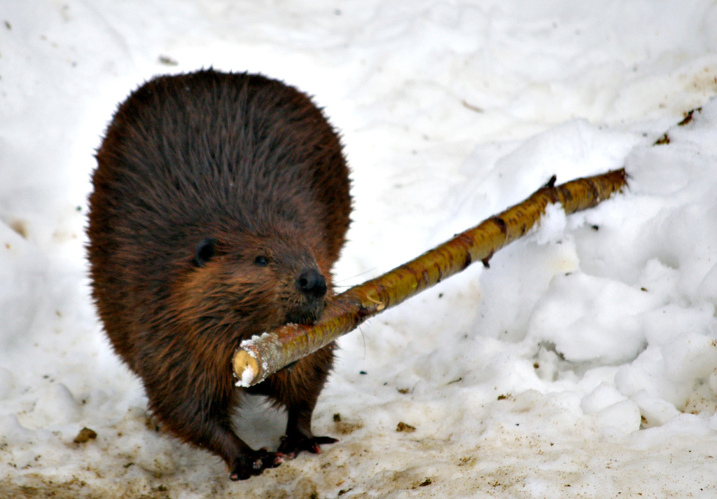 10 Facts to know about Beavers, our Keystone Species, by CEDEN ▪️