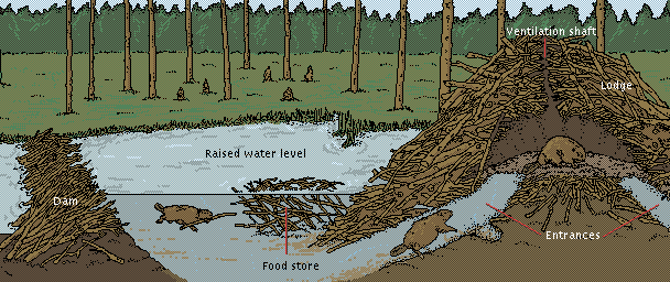  http://www.animalcontrolsolutions.com/animals/beaver-trapping.html