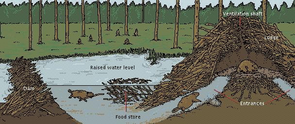 Beavers - What is the beaver - Hamilton College inside a beaver lodge diagram 