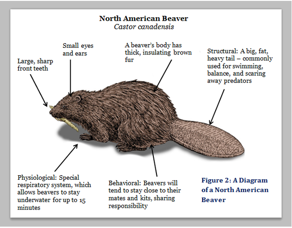 Image result for beaver adaptations diagram